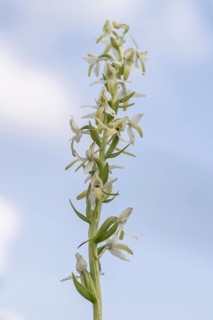 Lesser butterfly-orchid (Platanthera bifolia), Emsland, Lower Saxony, Germany