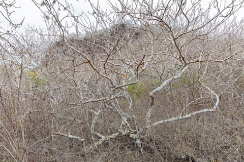 Ipomoea arborescens (Ipomoea), San Cristobal, Galapagos, Ecuador