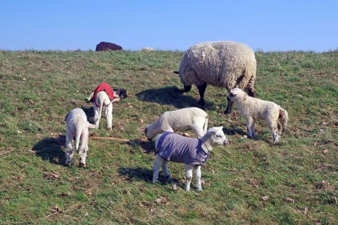 Sheep and lambs in colourful jumpers grazing on a green meadow, Elbe dike, Hitzacker, Damnatz,