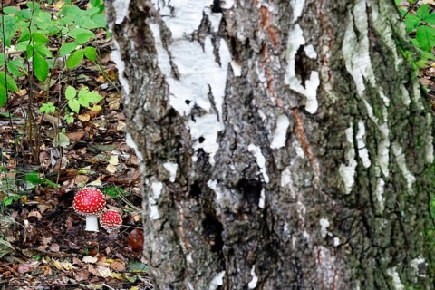Toadstools and birch in autumn forest, Saxony, Germany