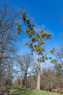 Poplar (Populus) with mistletoe (Viscum album), blue sky, Barnbruch Forest nature reserve, Lower