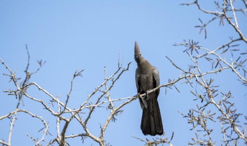 Grey go-away-bird (Corythaixoides concolor) sitting on a branch against a blue sky, Kruger National