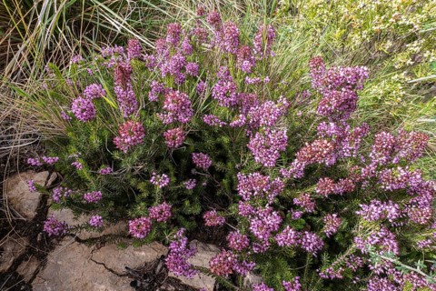 Mediterranean Heather (Erica multiflora), Sicily, Italy