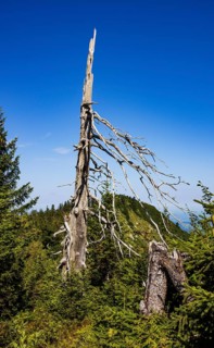 Weathered tree on the path from Ochsenberg to Eibleck, Osterhorn group, Salzkammergut, Salzburg