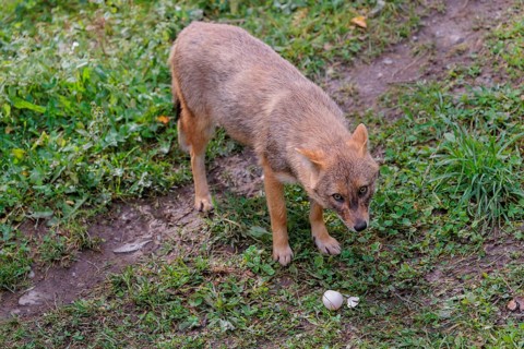 A golden jackal (Canis aureus) eats a hen's egg in a green meadow