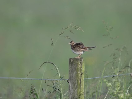 Skylark (Alauda arvensis) sitting on a pole, Lower Rhine, North Rhine-Westphalia, Germany