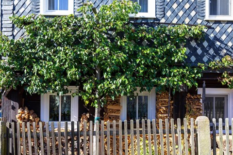 Pear tree (Pyrus) growing as a trellis on a half-timbered house, small front garden with piles of