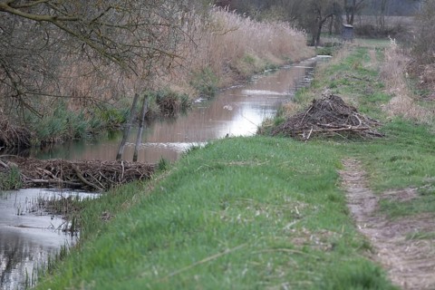Beaver (Castor fibre), beaver dam and beaver lodge, Brandenburg, Germany