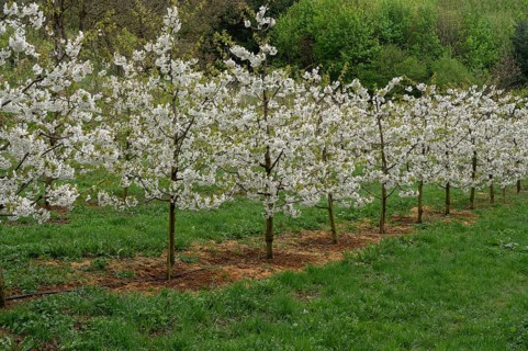 Young, flowering cherry trees of a plantation (Prunus avium), Franconia, Bavaria, Germany