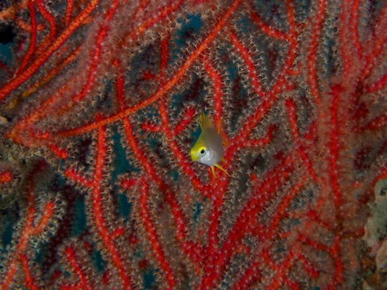 A Golden damselfish (Amblyglyphidodon aureus) juvenile swimming in front of bright red corals in an