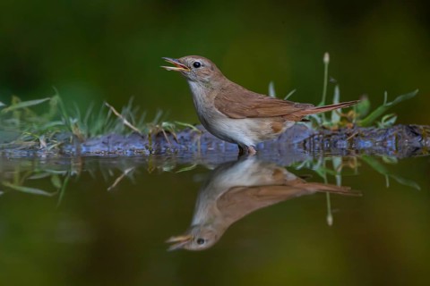 Nightingale (Luscinia megarhynchos) at the watering hole, Hungary