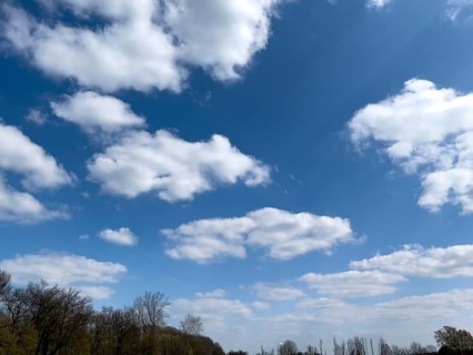 Altocumulus white clouds in front of blue sky, below treetops in spring, Germany