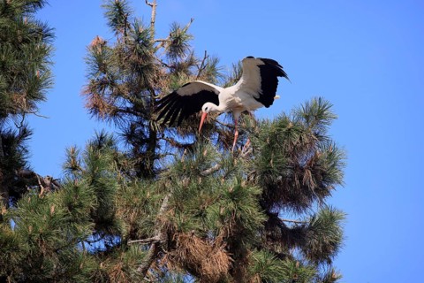 White stork, (Ciconia ciconia), White stork landing in a pine tree, Baden-Württemberg, Germany