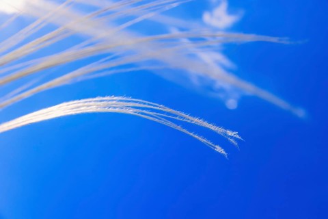 View from below at flowering Feather grass (Stipa pennata) at a clear blue sunny sky, Falköping,