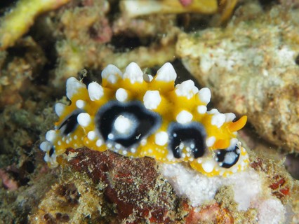 Brightly coloured eyespot wart slug (Phyllidia ocellata) with white-yellow tips on corals, dive