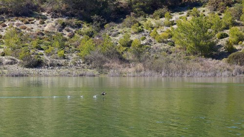 Common scoter (Melanitta nigra) takes off into flight on the water, in green water near wooded