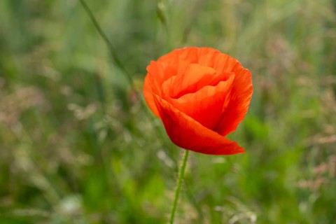 Poppies in a wheat field, near Markt Berolzheim, Altmühltal, Middle Franconia, Franconia, Bavaria,