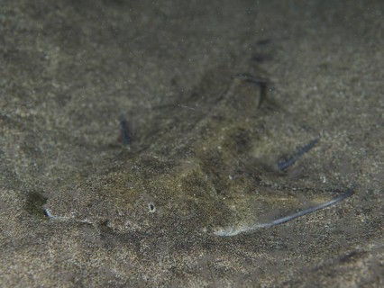 Angelshark juvenile (Squatina squatina)