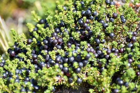 Crowberries (Empetrum rubrum nigrum) in Lanin National Park, Patagonia, Argentina