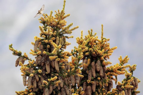 Tree pipit (Anthus trivialis) flying from the top of a spruce tree, Aletsch Forest, Valais,