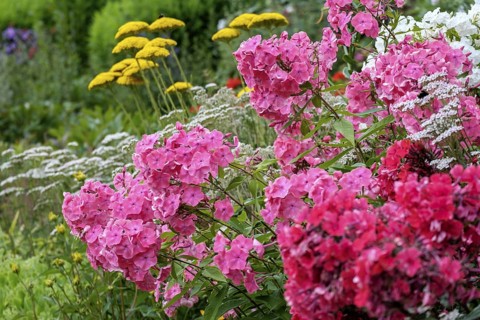 Perennial bed with flame flowers, North Rhine-Westphalia, Germany