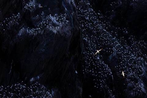Northern gannet (Morus bassanus), flying birds above large breeding colony in a cliff face,