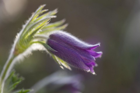 Common pasque flower (Pulsatilla vulgaris), Ranunculaceae, Rauer Stein, Irndorf, Upper Danube