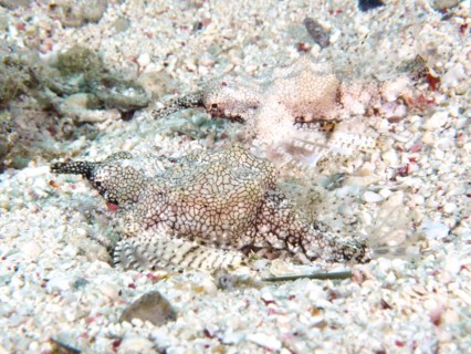 Little dragonfish (Eurypegasus draconis), dive site House Reef, Mangrove Bay, El Quesir, Red Sea,