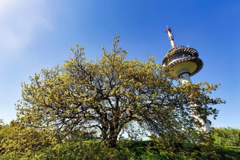 Single oak (Quercus), solitary oak and telecommunication tower on a mountain top, sunny spring