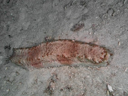 Box sea cucumber (Thelenota anax) on a sandy seabed, dive site Close Encounters, Permuteran, Bali,