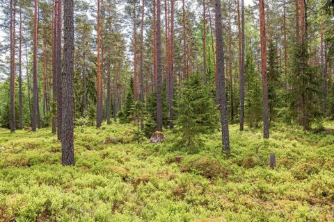 Coniferous forest with spruce and pines trees and lush green blueberry bushes on the ground