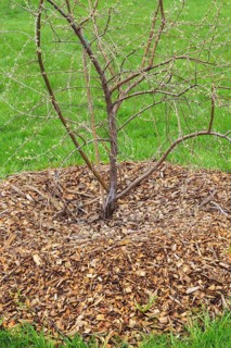 Elaeagnus commutata, Silverberry shrub with emerging leaves and protected with natural mulch in