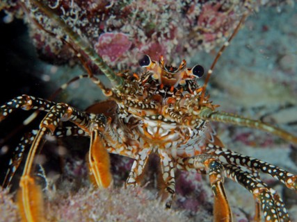 Front view of a spiny crayfish with striking eyes and distinctive pattern, guinea chick crayfish