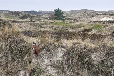 Dune landscape, Amrum, Schleswig-Holstein, Germany