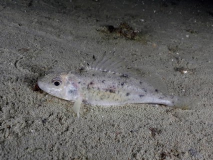 A pale ruffe (Gymnocephalus cernua) on a sandy bottom in a barren environment, dive site