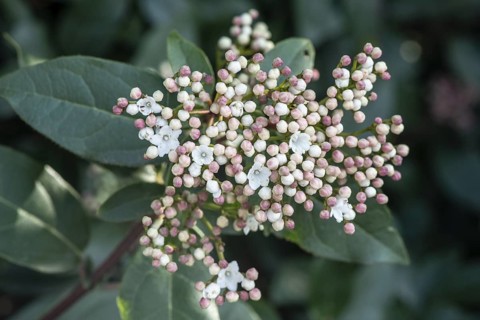 Evergreen snowball (Viburnum tinus), Rhineland-Palatinate, Germany