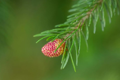 Close-up of a Norway spruce (Picea abies) shoots (blossom) in a forest in spring, Bavaria, Germany