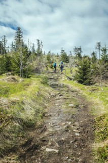 Path from Gentiana bavarica to the Kleiner Arber, Bavarian Forest, Bavaria, Germany