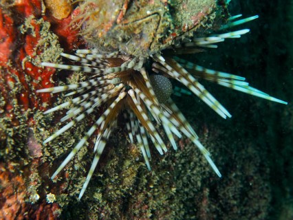 Sea urchin with striped spines, banded sea urchin (Echinothrix calamaris), on a reef wall, dive