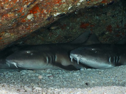 Two sharks, Brownbanded bamboo shark (Chiloscyllium punctatum), lying quietly side by side in a