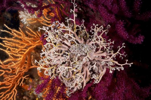 A blaze of colour in the Mediterranean: Violescent sea-whip (Paramuricea clavata) with open polyps,