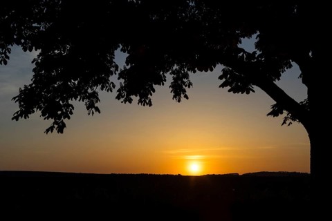 The setting sun framed by a chestnut tree, Ponickau, Thiendorf, Saxony, Germany