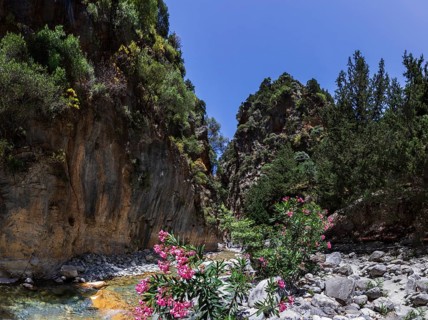 Oleander bush on the hiking trail through the Samaria Gorge, south coast, Crete, Greece