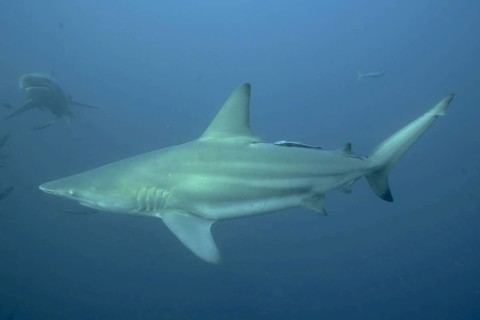 Blacktip shark (Carcharhinus limbatus)