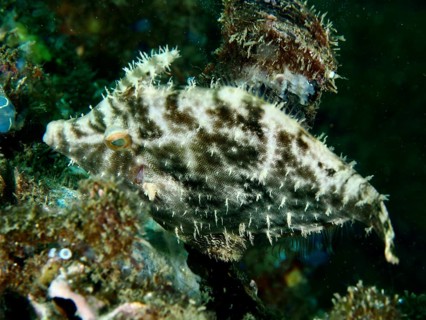 A spiny seagrass filefish (Acreichthys tomentosus) with a brown pattern in the coral reef, dive