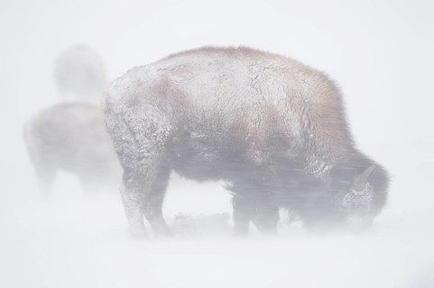 American Bison (Bos bison) in snow storm, Yellowstone National Park, Wyoming, USA