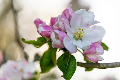 Apple blossom, apple tree (Malus), spring, Meßkirch, Upper Danube nature park Park,