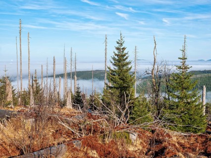 Dead forest with natural regeneration on the Dreisesselberg (1333m) on the border with the Czech