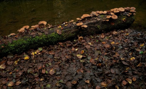 Fungal infestation, tree trunk in water, Wieslauf, Wieslaufschlucht, Rudersberg, Swabian Forest,