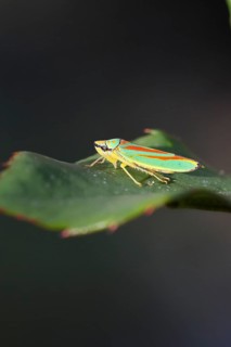 Rhododendron cicada (Graphocephala fennahi) sitting on a leaf of a rhododendron (Rhododendron),